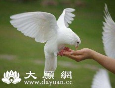 放生時為什麼會流淚